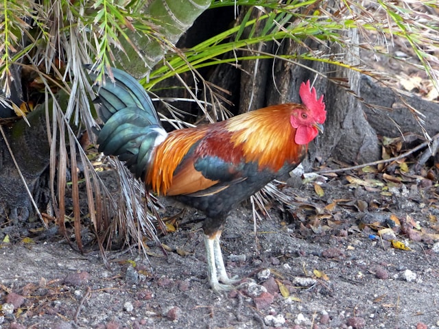 Rooster on family farm in rural Florida